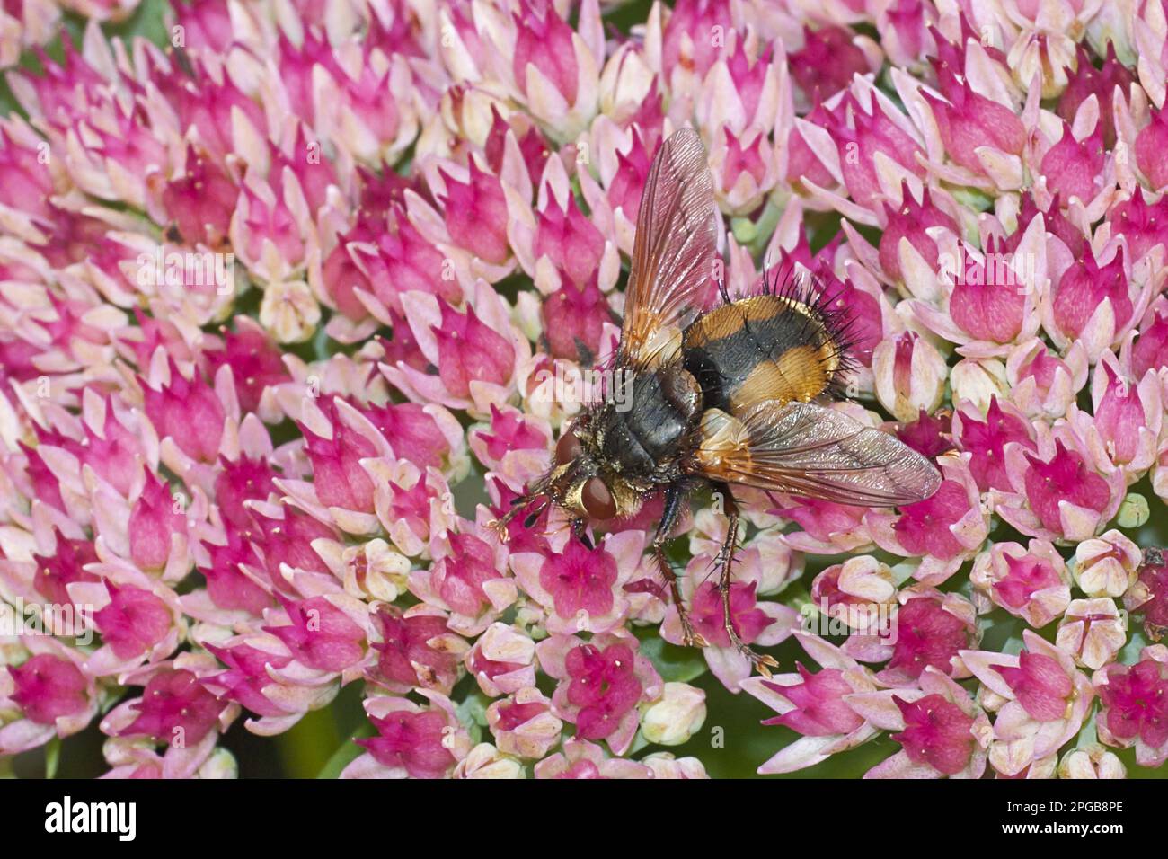 Tachinid Fly (Echinomyia fera) adult, feeding on pollen from Iceplant (Sedum sp.) flowers in garden, Warwickshire, England, United Kingdom Stock Photo