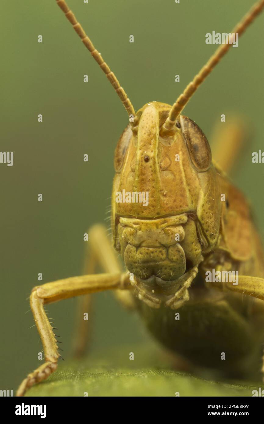 Common field (Chorthippus brunneus) Brown
