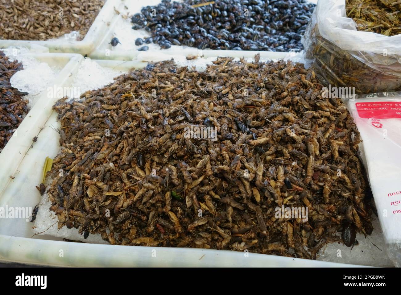 Edible crickets, Acheta domestica, at a stall in a food market in Bangkok, Thailand Stock Photo