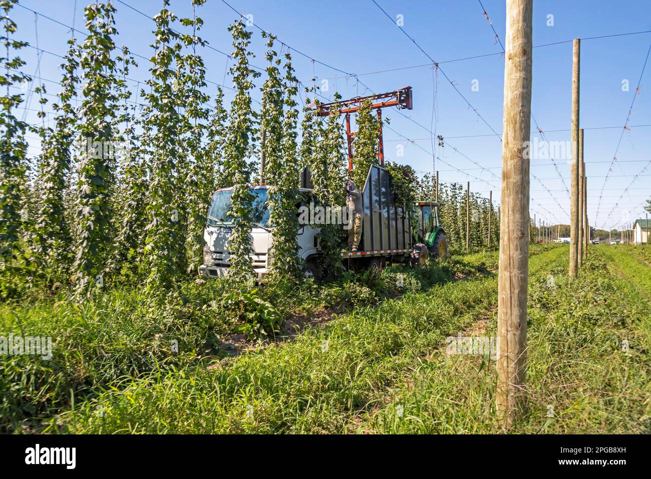 Baroda, Michigan, A MexicanAmerican crew harvests hops at Hop Head