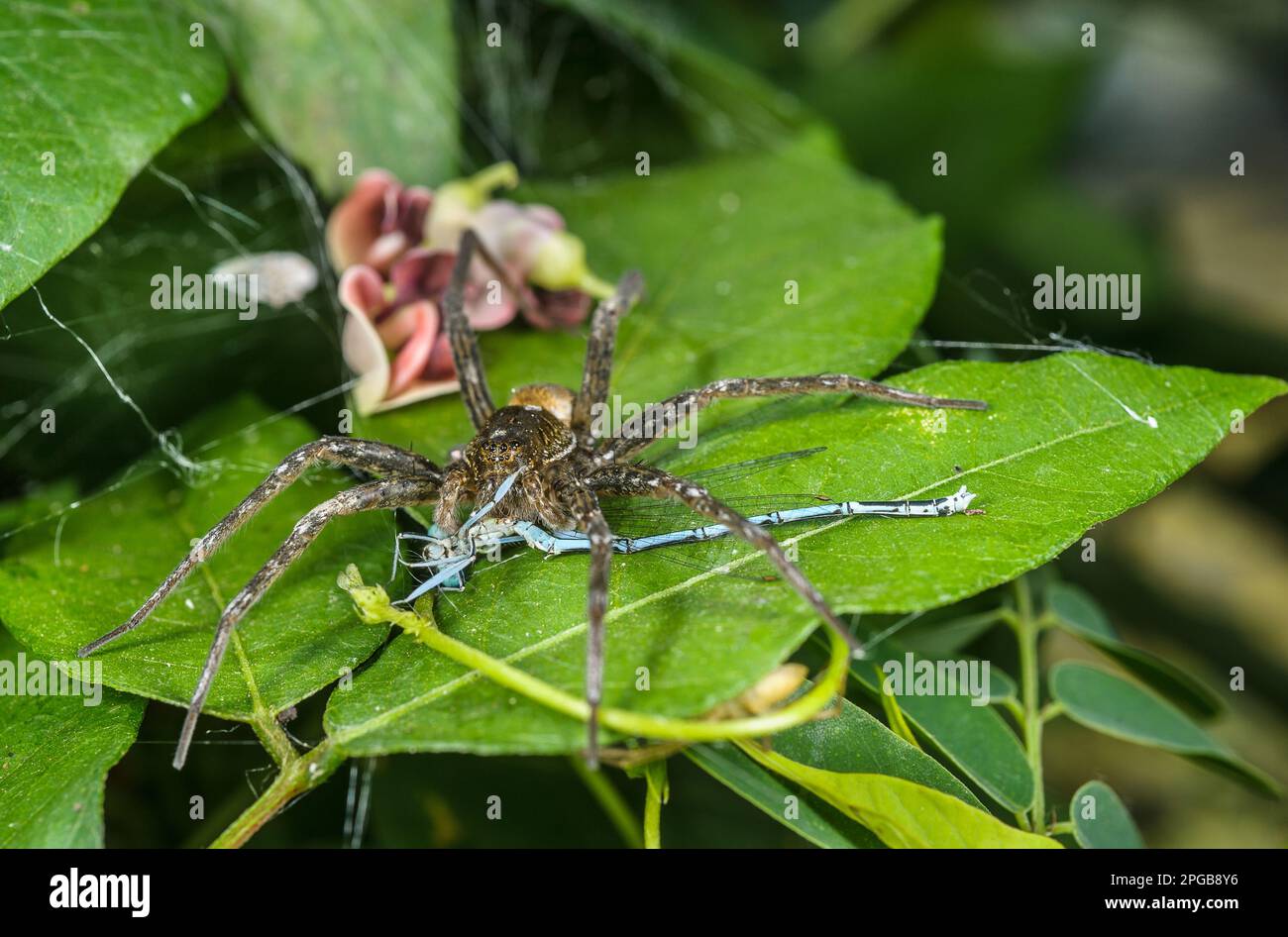 Fen Raft Spider (Dolomedes plantarius) adult female, feeding on damselfly prey, Alessandria Province, Piedmont, Italy Stock Photo