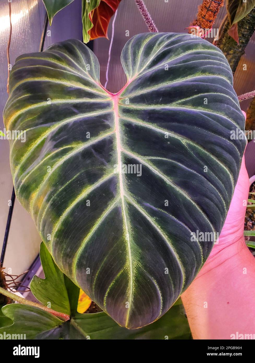 Close up of a velvety dark green leaf of Philodendron Verrucosum Amazon  Sunset, a rare tropical plant Stock Photo - Alamy