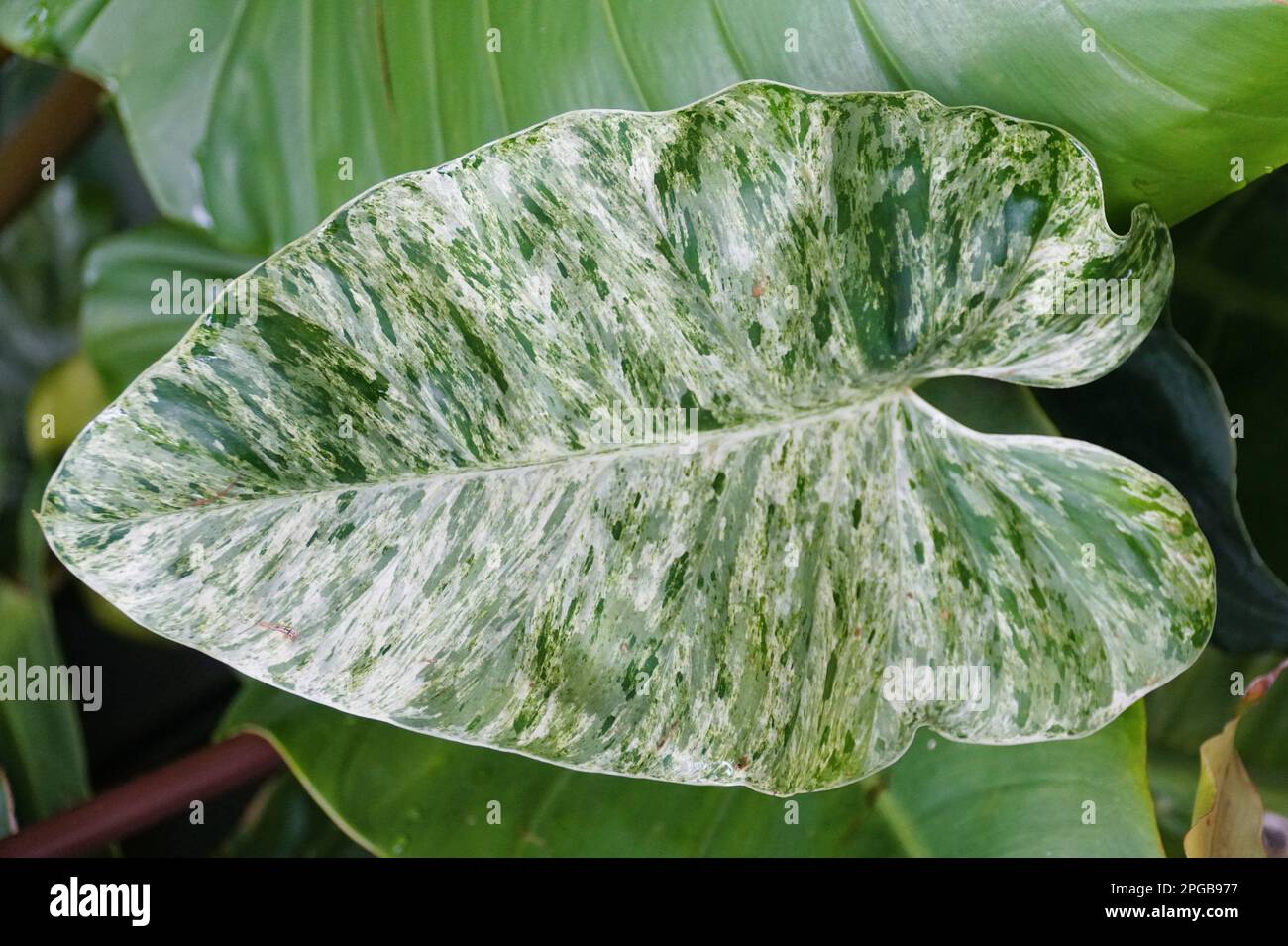 buy snake plants Futura Robusta Snake Plant  Plant Detectives