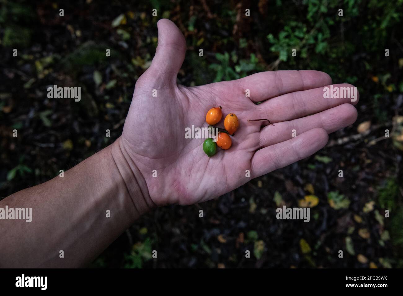 A hand holding the fruits of the pigeonwood tree, Hedycarya arborea, an endemic plant of Aotearoa New Zealand. From Fiordland National park. Stock Photo