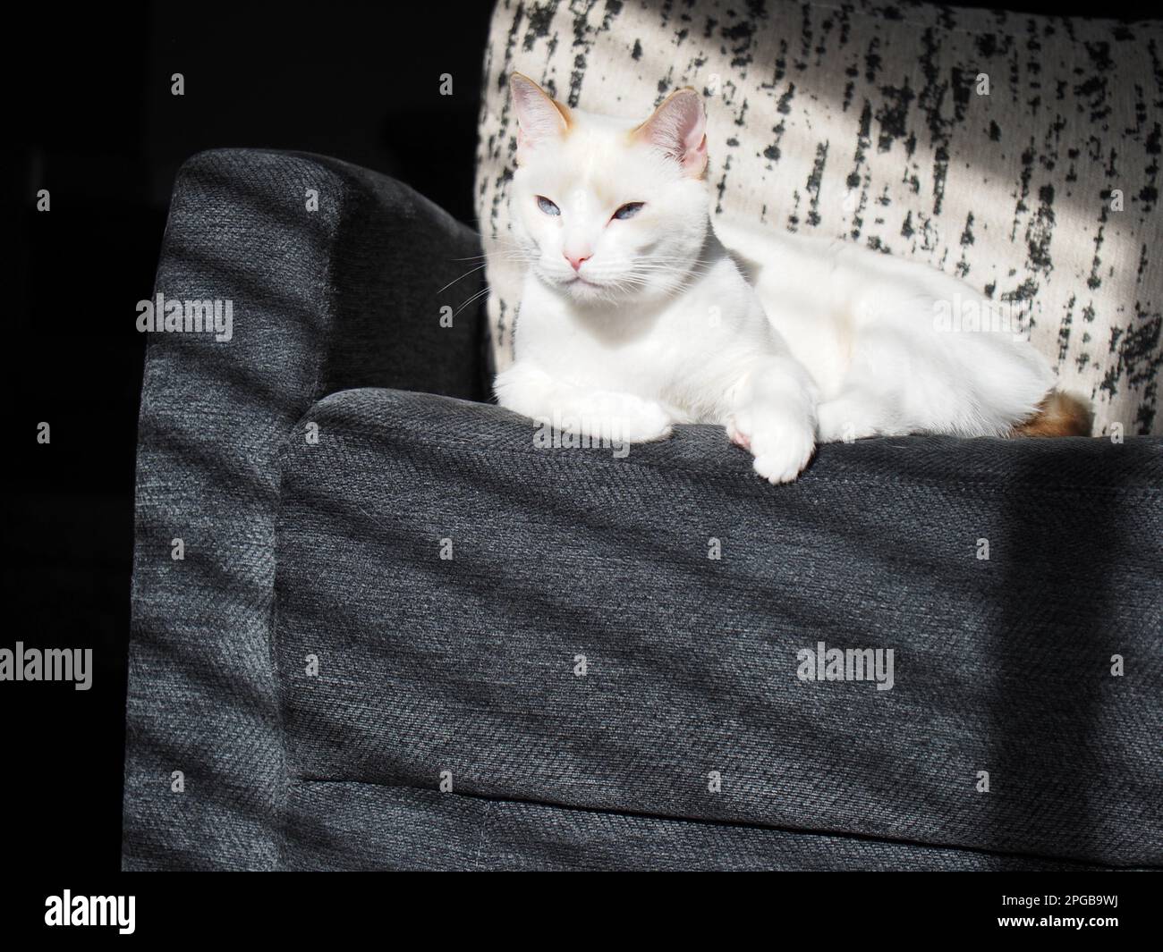 Mitzie the flamepoint Siamese Stock Photo