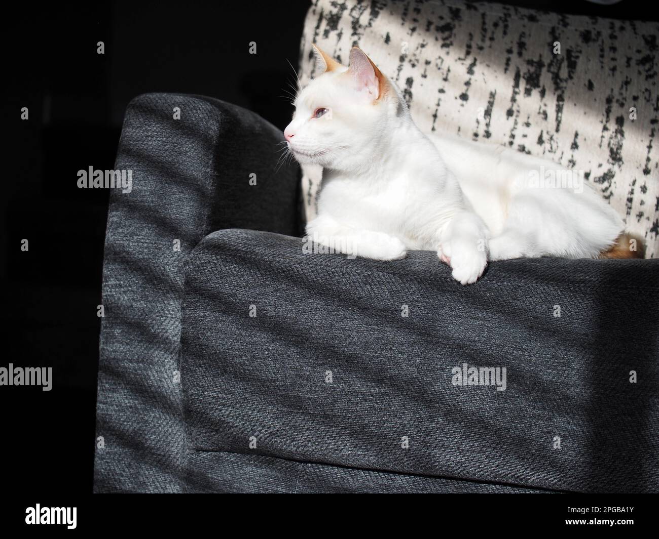 Mitzie the flamepoint Siamese Stock Photo