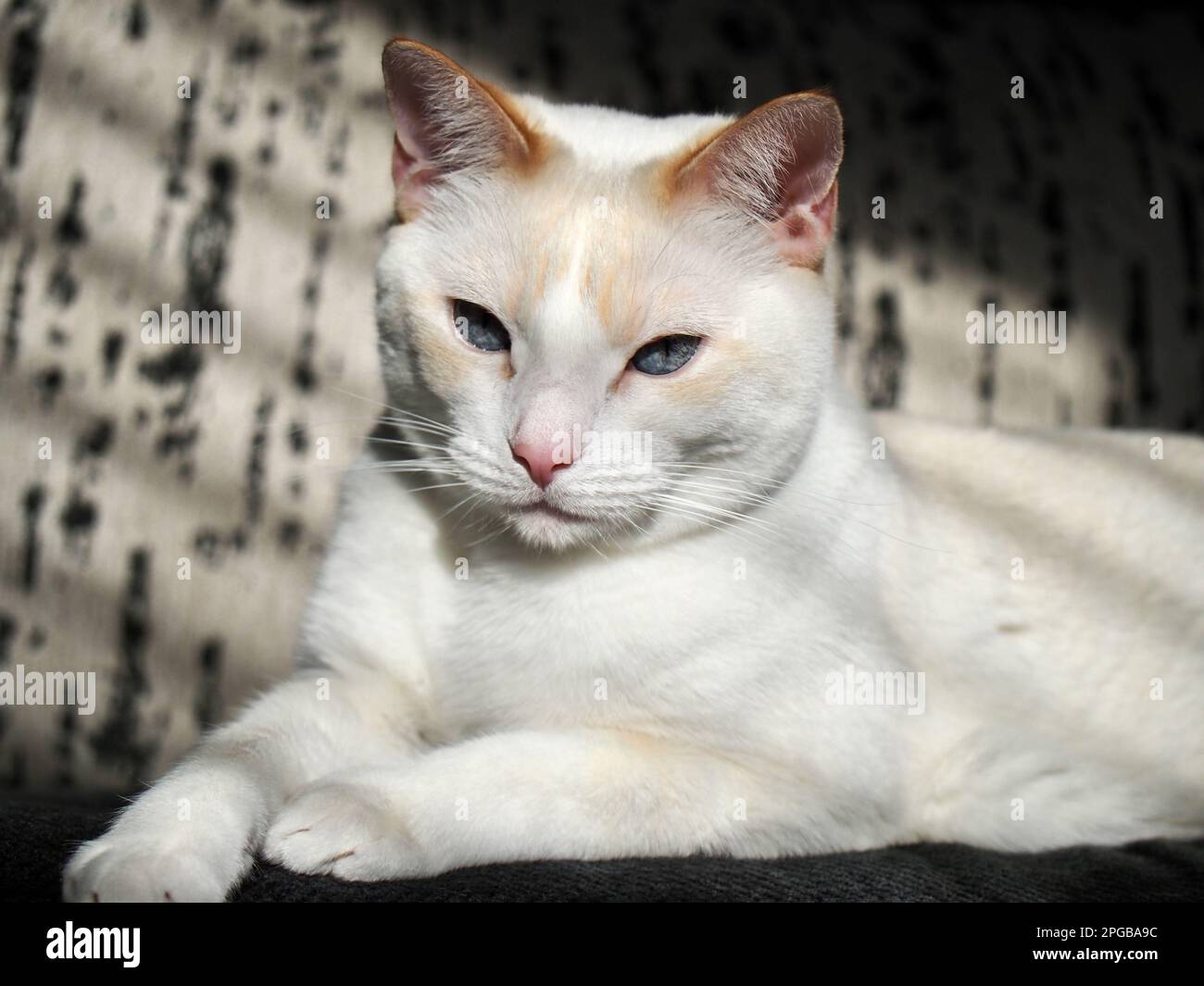 Mitzie the flamepoint Siamese Stock Photo