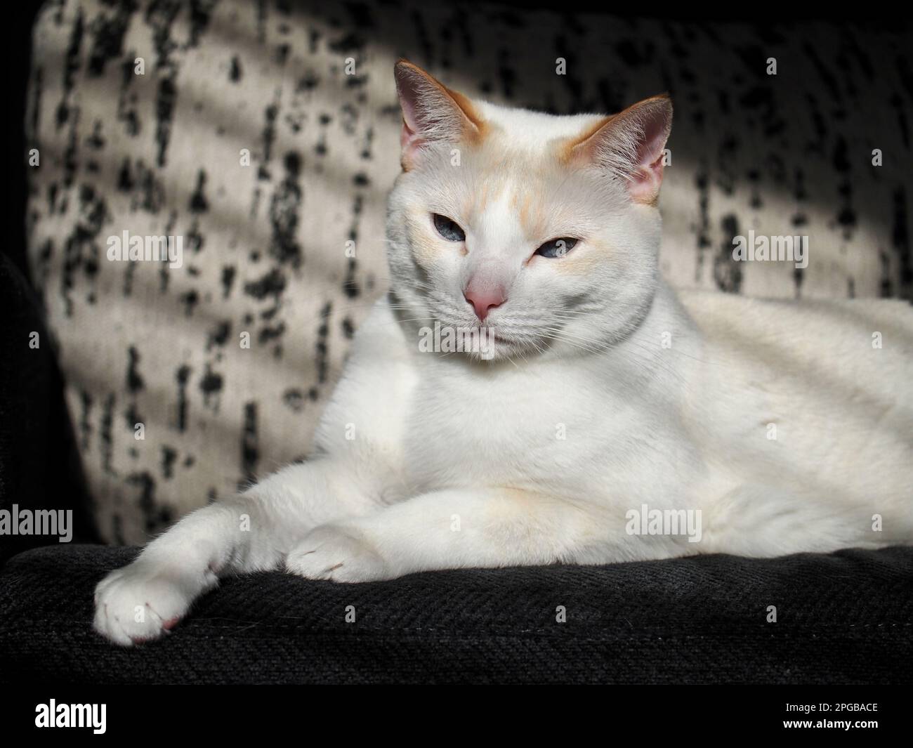 Mitzie the flamepoint Siamese Stock Photo