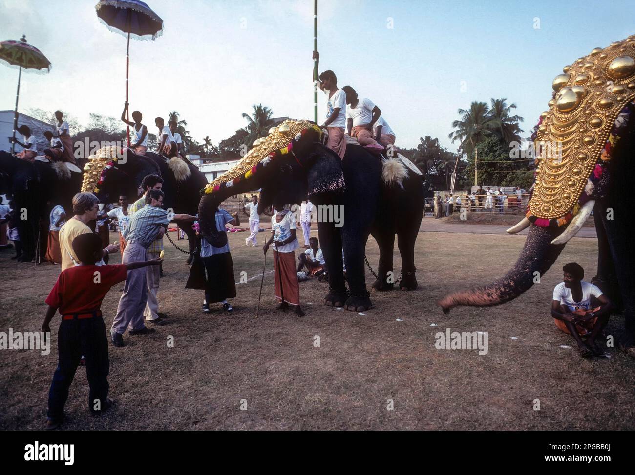 Tourists experiencing the thrill of feeding the elephants in Great elephant march festival in 