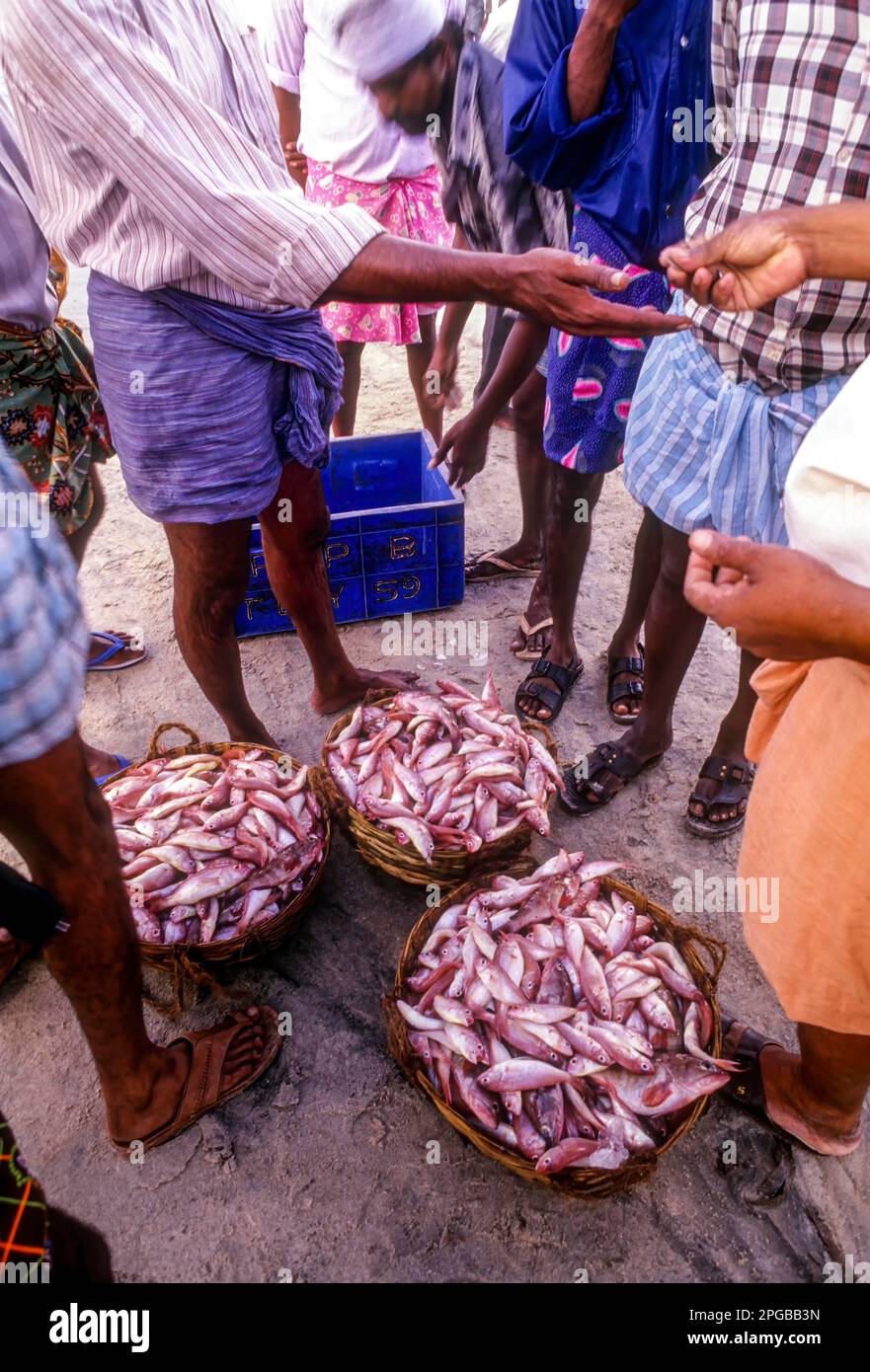 Bargaining of the fish, Kerala, South India, India, Asia Stock Photo