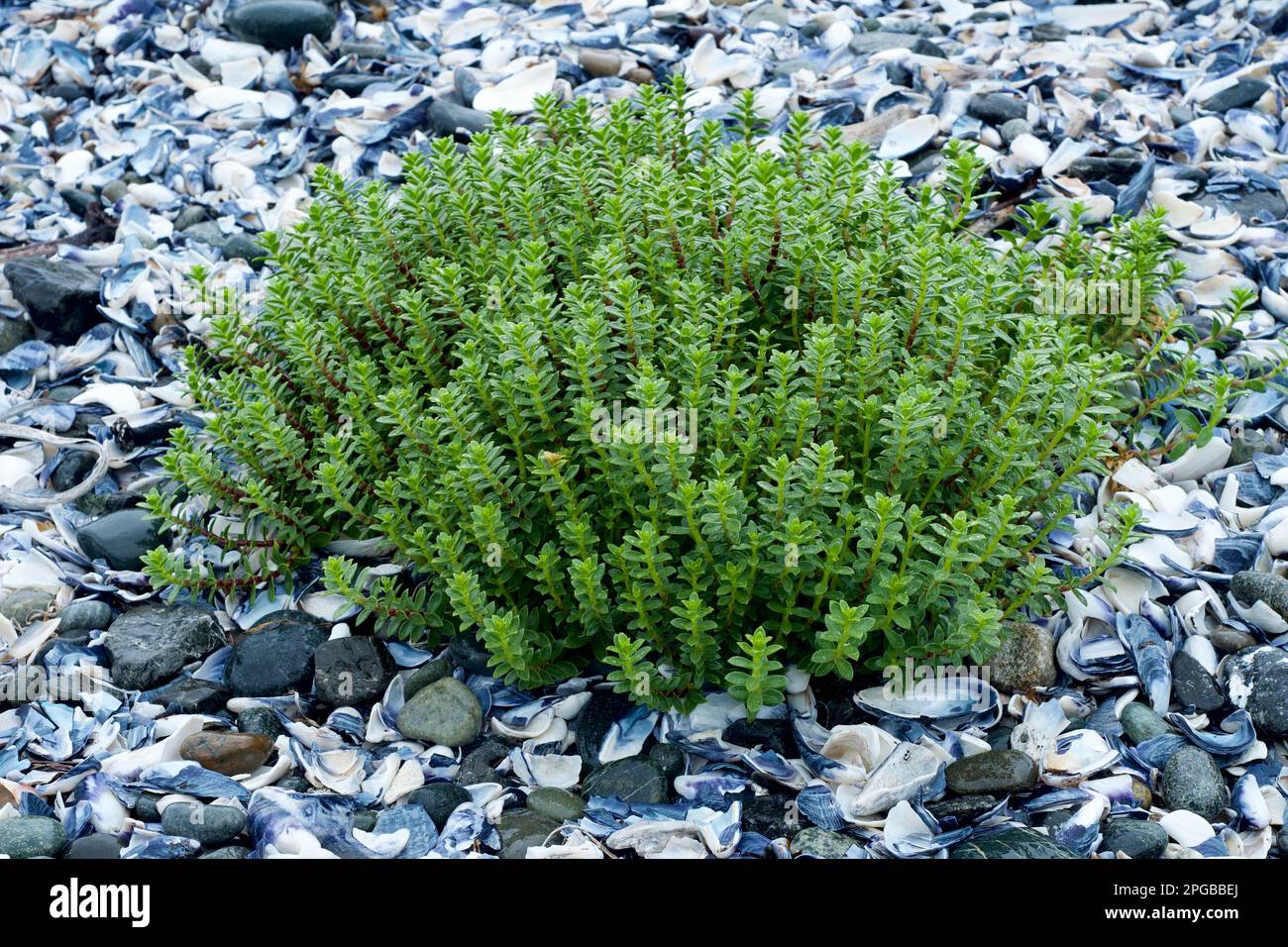 Sea beach sandwort,  B.C Canada. Stock Photo