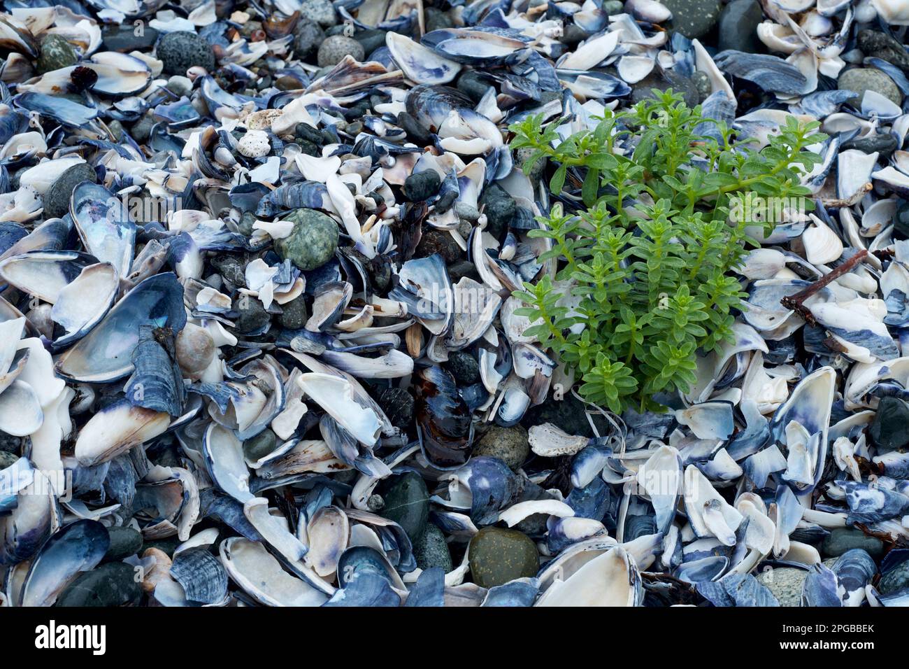 Sea beach sandwort,  B.C Canada. Stock Photo