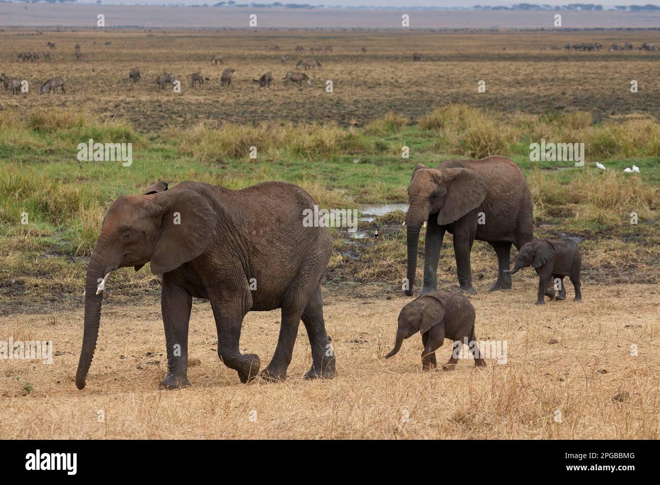 African elephants (Loxodonta africana), two adult elephant cows with calves walking on the edge
