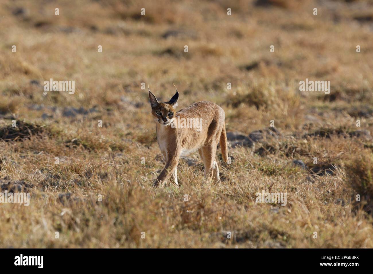 Caracal (Caracal caracal) running in the grass, savannah, Ngorongoro