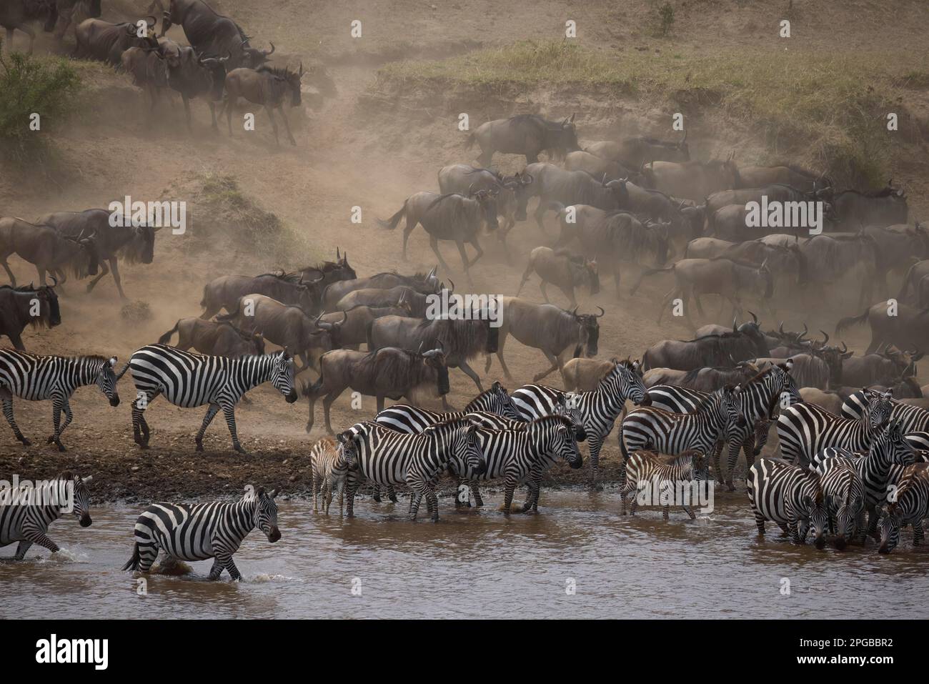 White-bearded wildebeest (Connochaetes taurinus) and zebras (Equus quappa), animal herds at the Mara River, animal migration, Great Migration Stock Photo