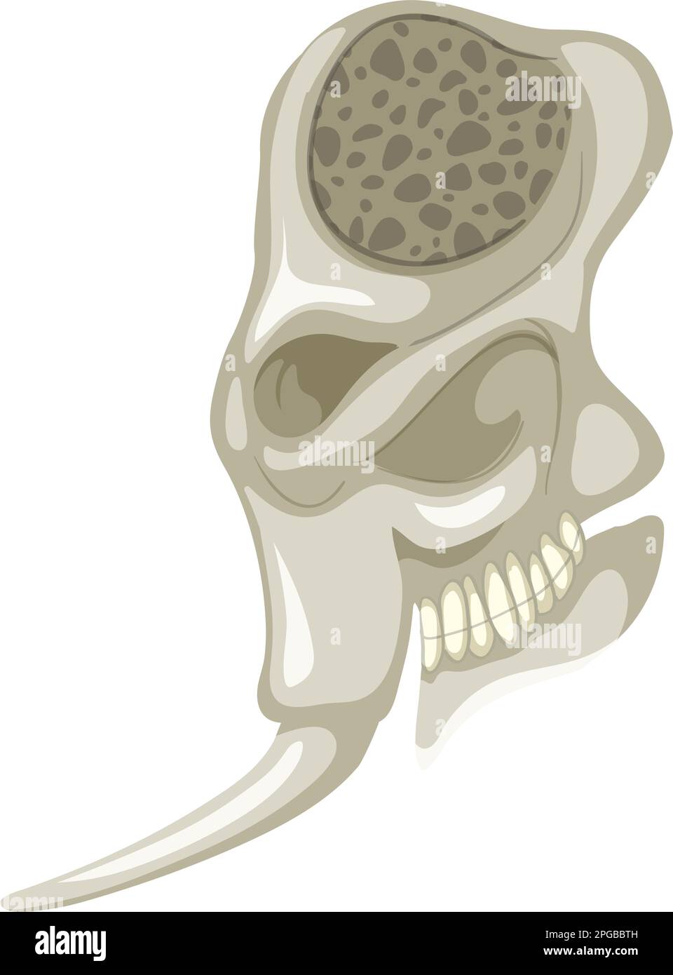 The elephant skeleton on white background illustration Stock Vector