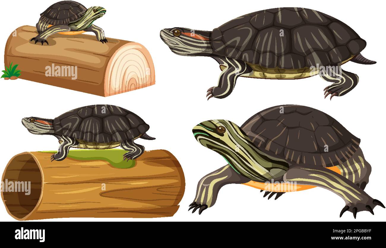 Collection of Painted Turtle Poses illustration Stock Vector