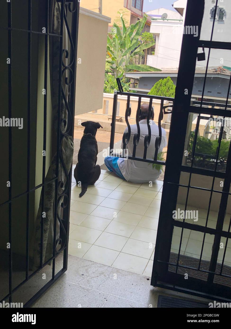 Pictures of my pet dogs, Sri Lanka Stock Photo Alamy