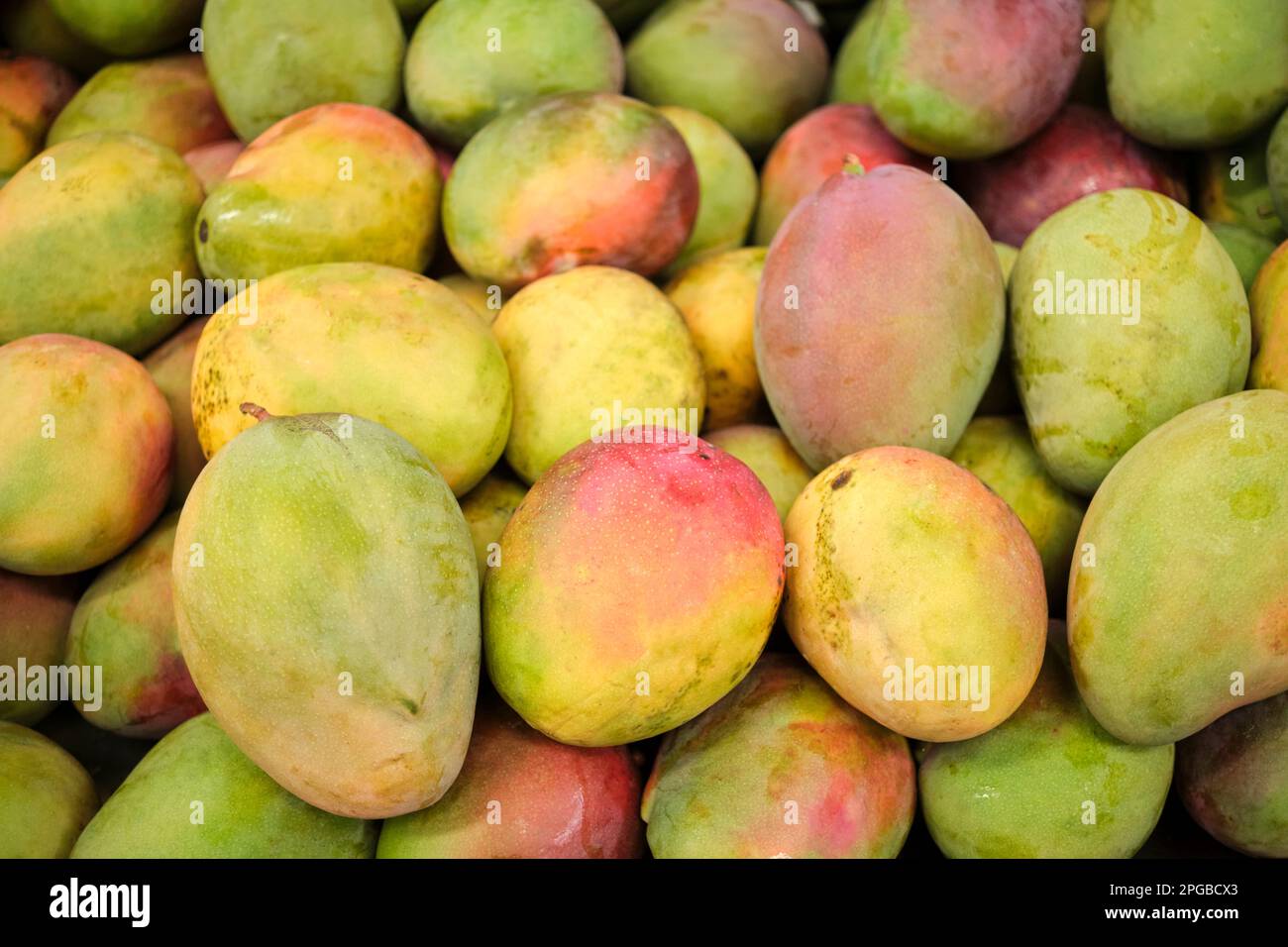 Tropical fruit background, ripe and unripe mangoes filling the frame. Stock Photo