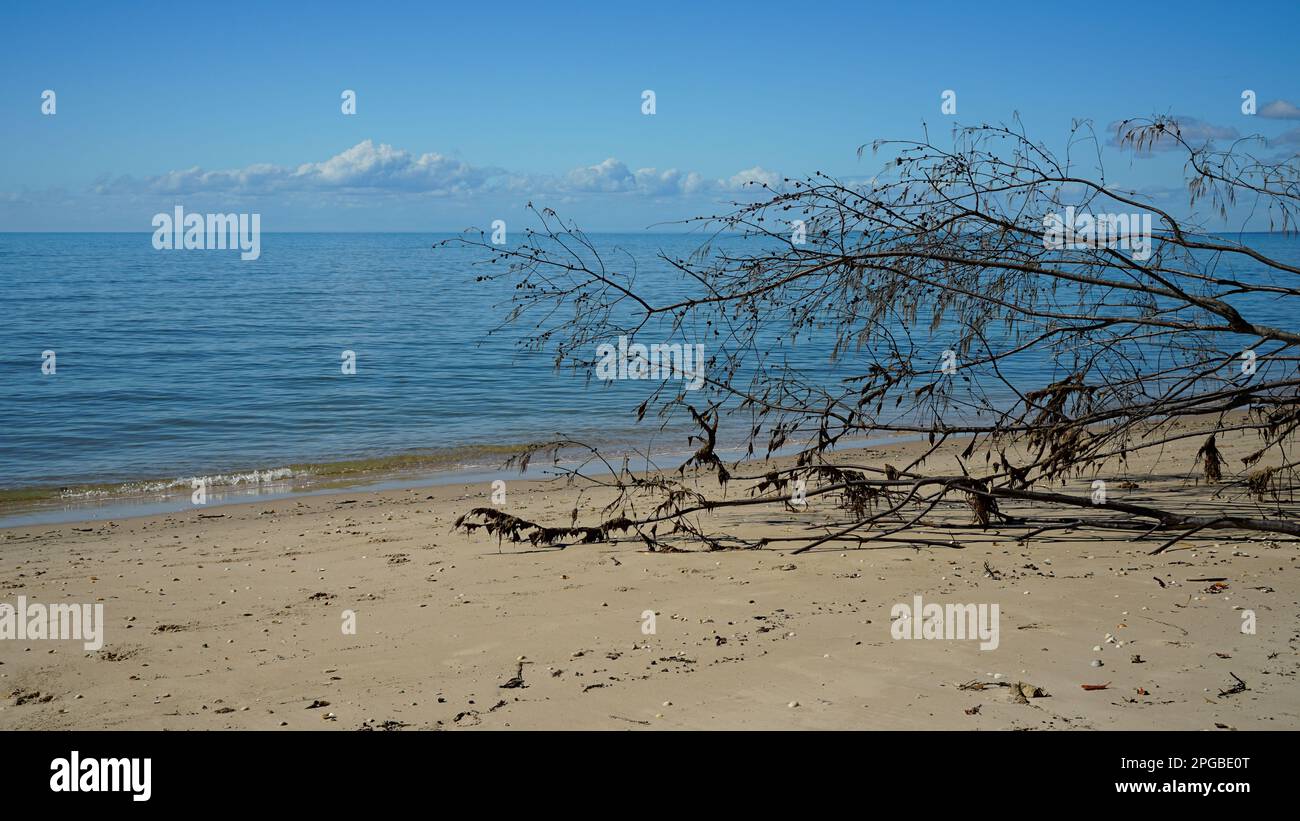 Suruchi Tree View past casuarina tree branch on the sandy beach, across calm, blue ...