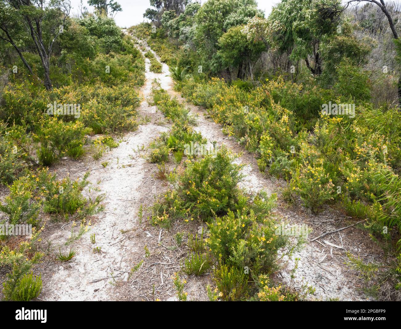 Wheel ruts leading through Nuyts Wilderness, Walpole-Nornalup National Park, Western Australia, Australia Stock Photo