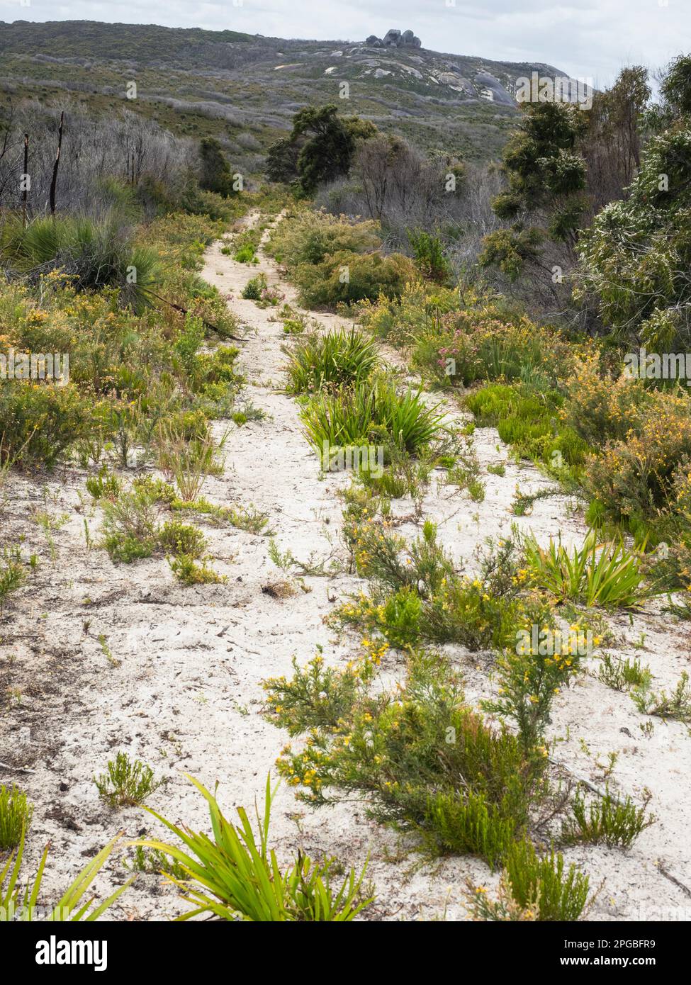 Wheel ruts leading through Nuyts Wilderness with Mount Hopkins on the horizon, Walpole-Nornalup National Park, Western Australia Stock Photo
