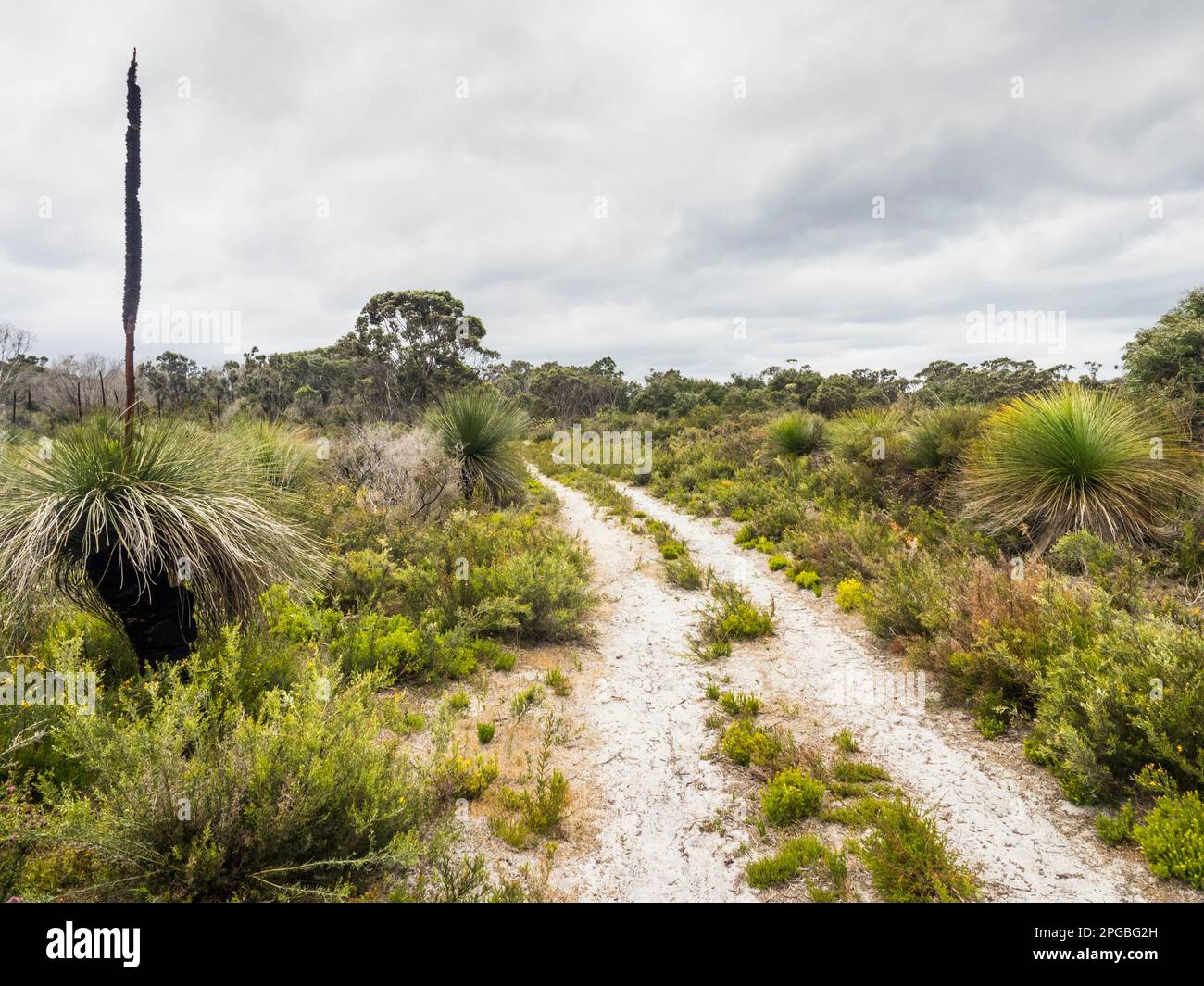 Endemic western australian xanthorrhoea grass tree hi-res stock ...