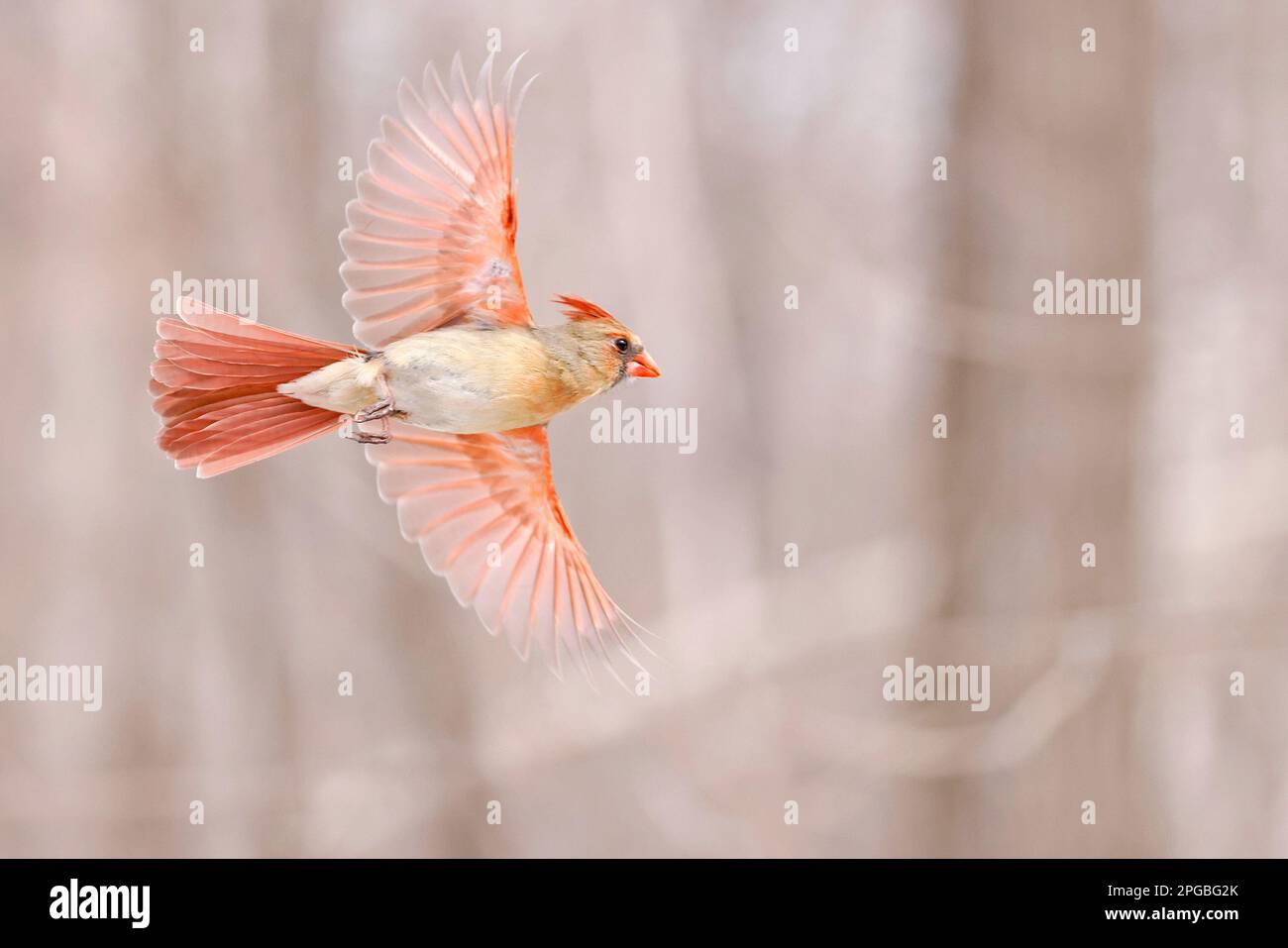 Northern Cardinal female flying, Quebec, Canada Stock Photo