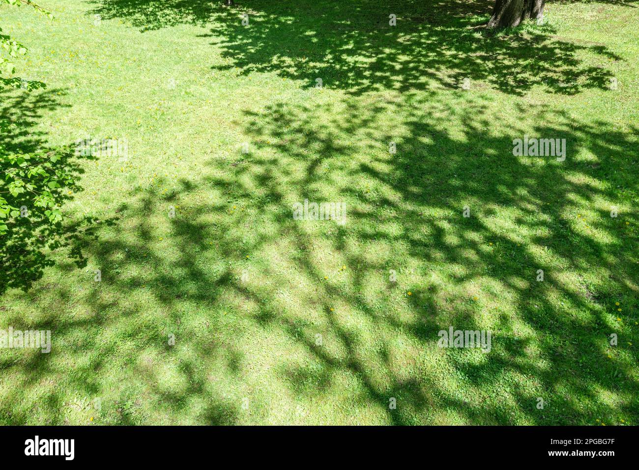 trees shadow on green grass lawn in bright sunny day. top view aerial photo. Stock Photo
