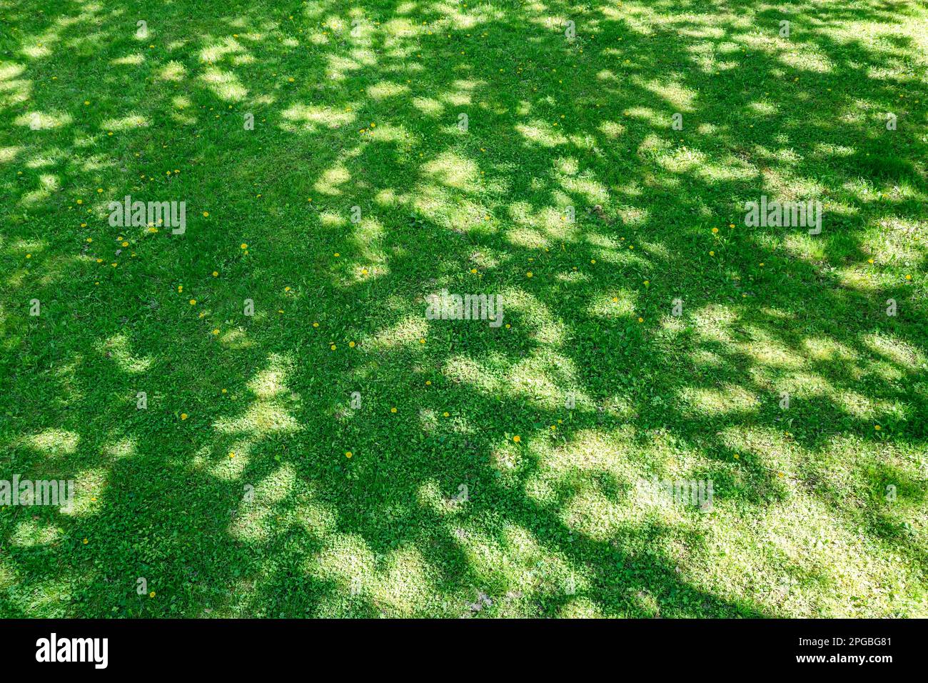 trees shadows on green grass. sunny day in spring park. natural background. drone photography. Stock Photo
