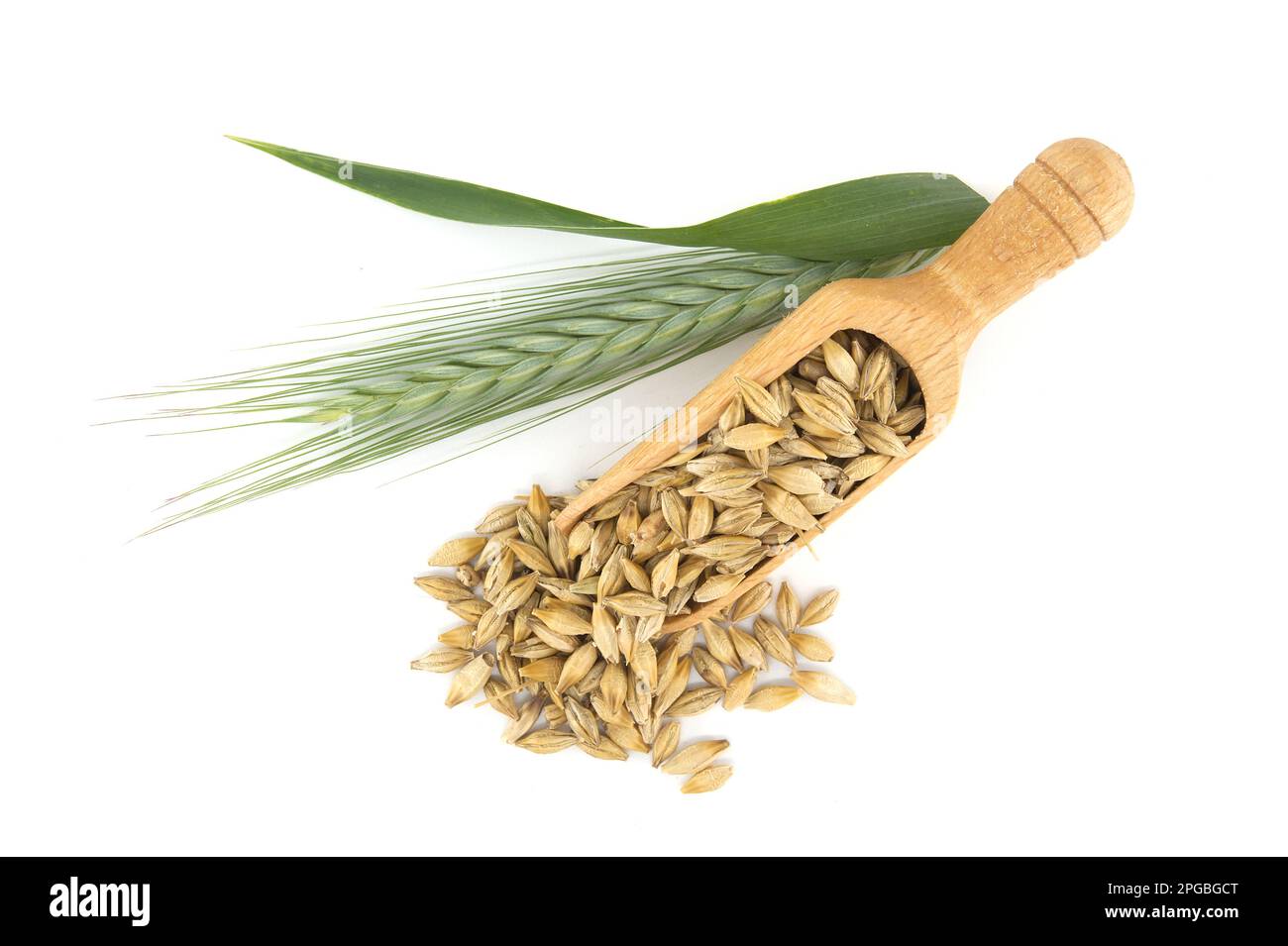 Barley grain seeds (Hordeum vulgare) spilling from wooden scoop near to barley ears over white background Stock Photo