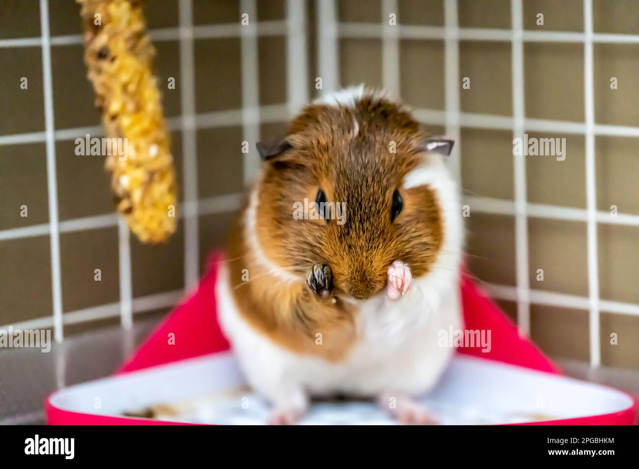 Guinea pig grooming herself by cleaning fur and whiskers Stock Photo