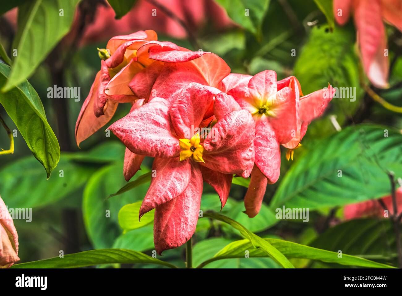 Pink Orange Colorful Agboy Flowers Mussaenda Philippica Grown as a tree originally from Phillipines Stock Photo