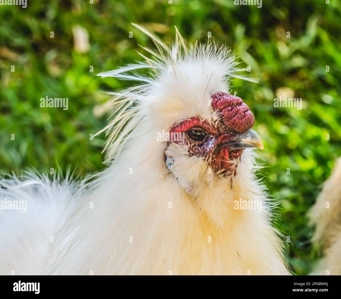 Colorful White Red Chinese Silkie Chicken Waikiki Oahu Hawaii. Chicken