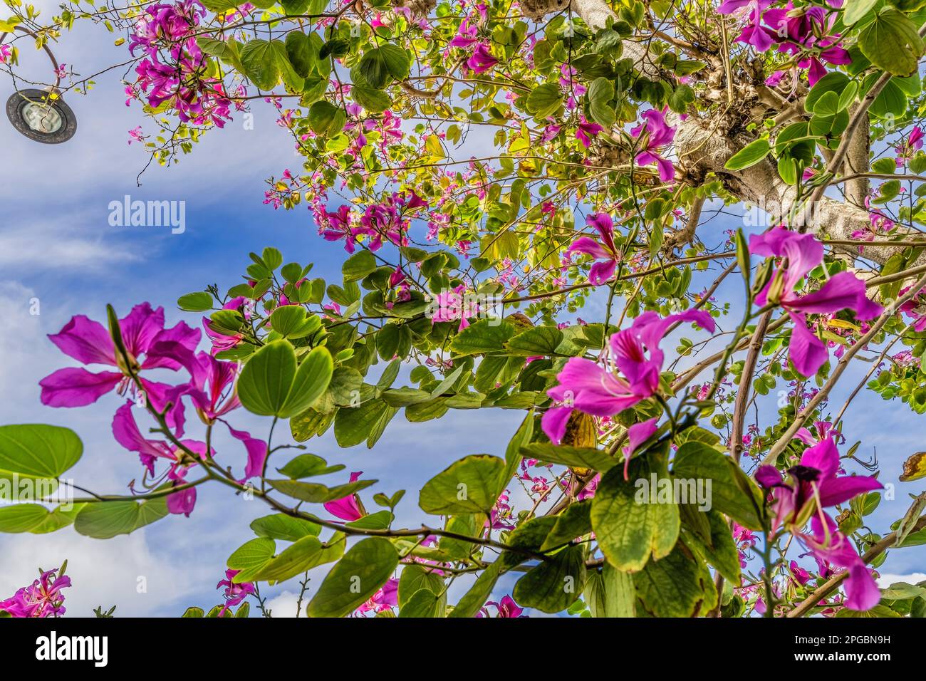 Colorful Pink Hong Kong Orchid Flowers Tree Bauhinia Blakeana Street