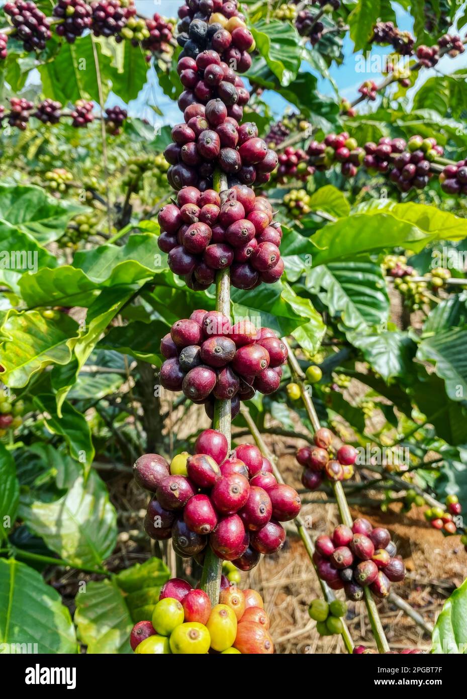Young Coffee Trees Conilon Robusta Coffea Stock Photo 2348726333