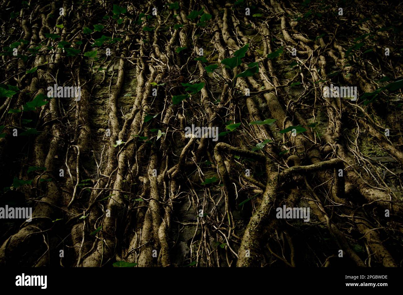 A stunning view of the thick and majestic roots of a tree in a lush and ...