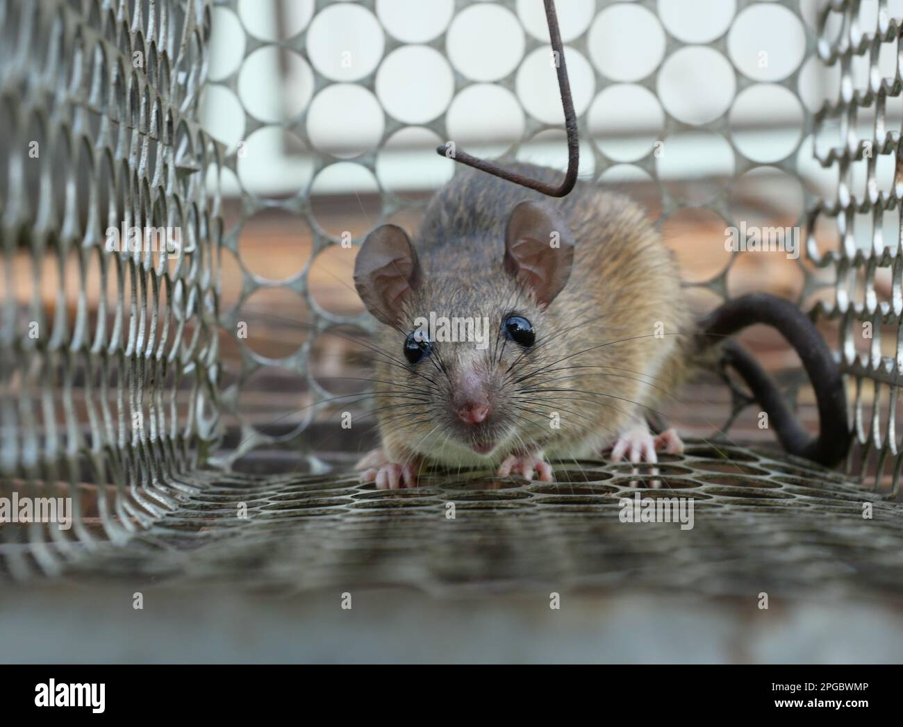 Rat in cage mousetrap, Mouse finding a way out of being confined