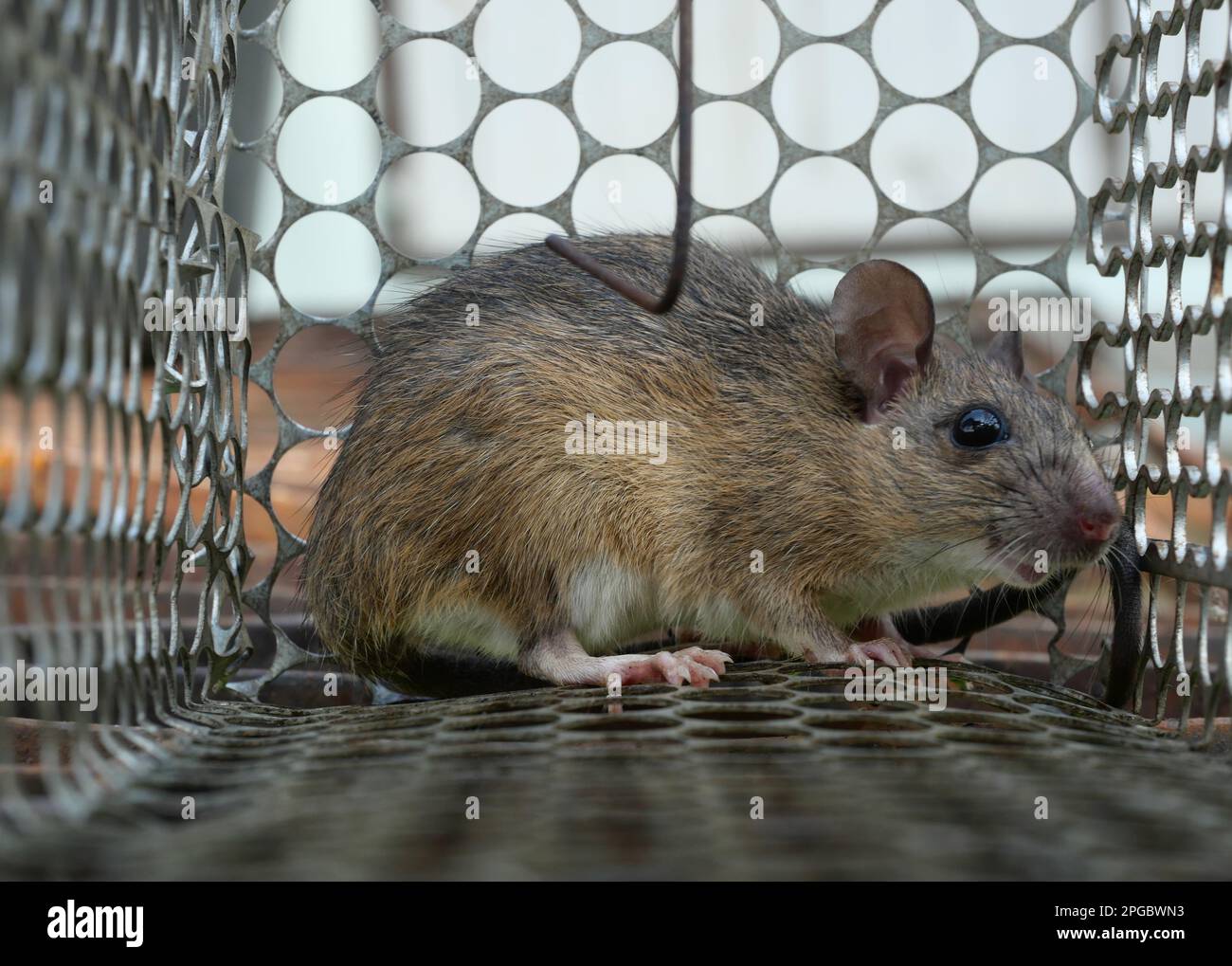 Rat in cage mousetrap, Mouse finding a way out of being confined