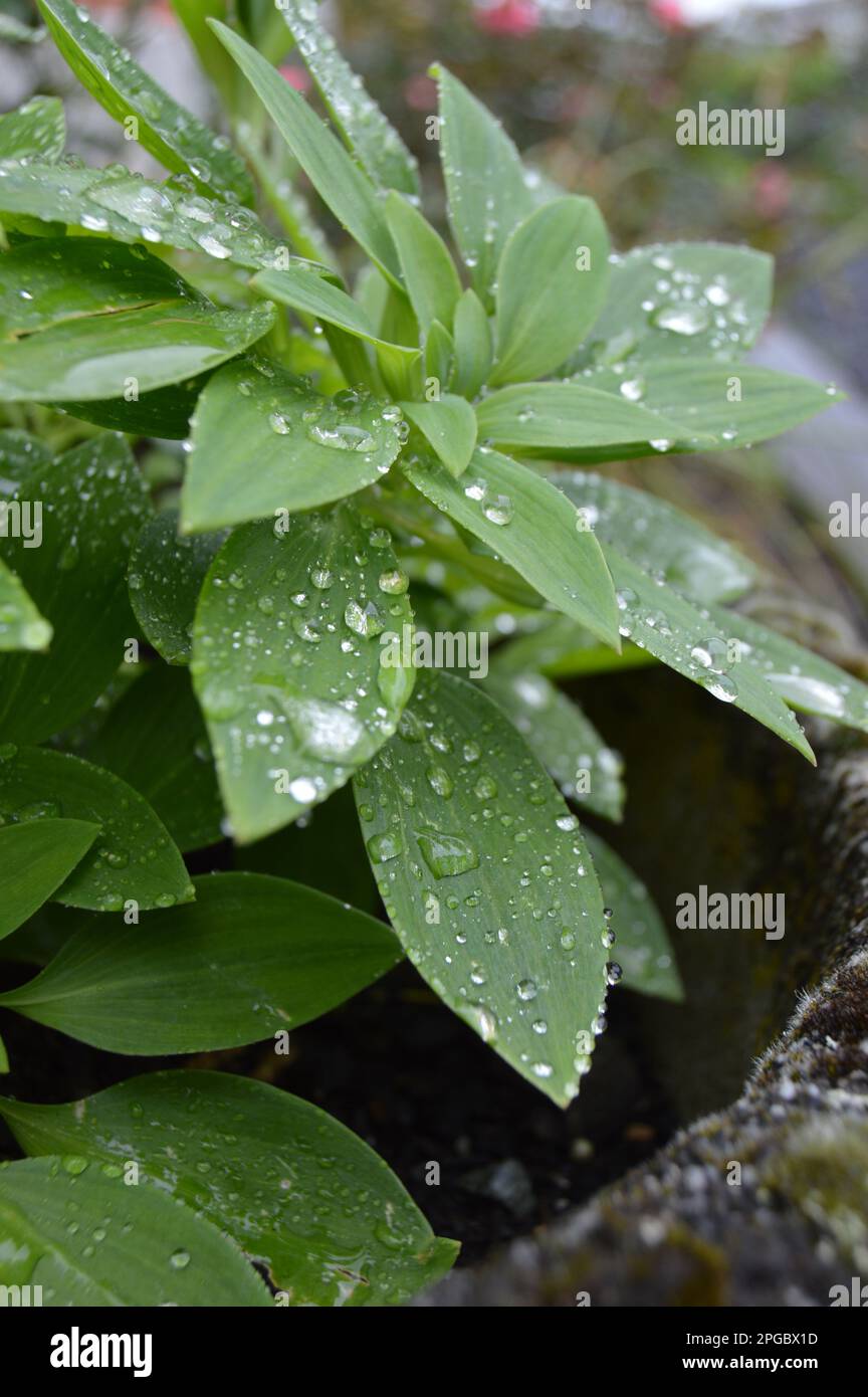 Crispt green plant laced in pearls of rain droplets Stock Photo