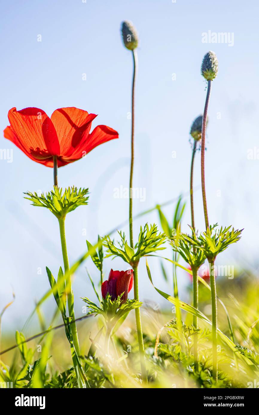 Red wild anemone flowers among green grass close up. Israel Stock Photo
