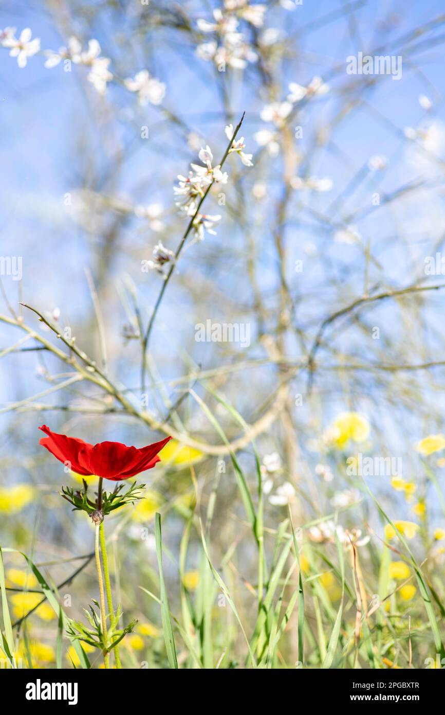 Red wild anemone flowers among green grass close up. Israel Stock Photo