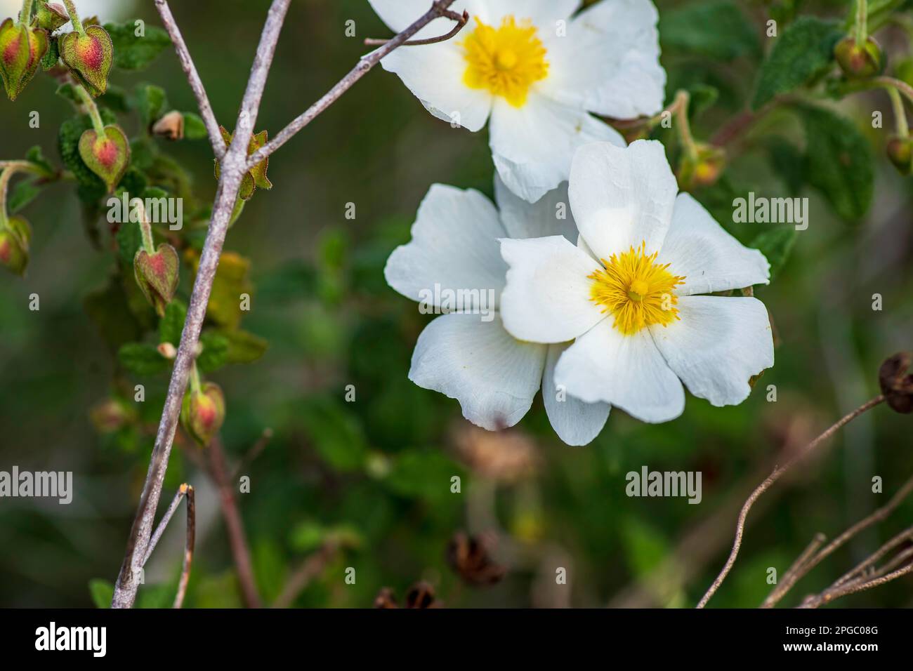 White wild Salvia Cistus flowers close up on green blurred background Stock Photo