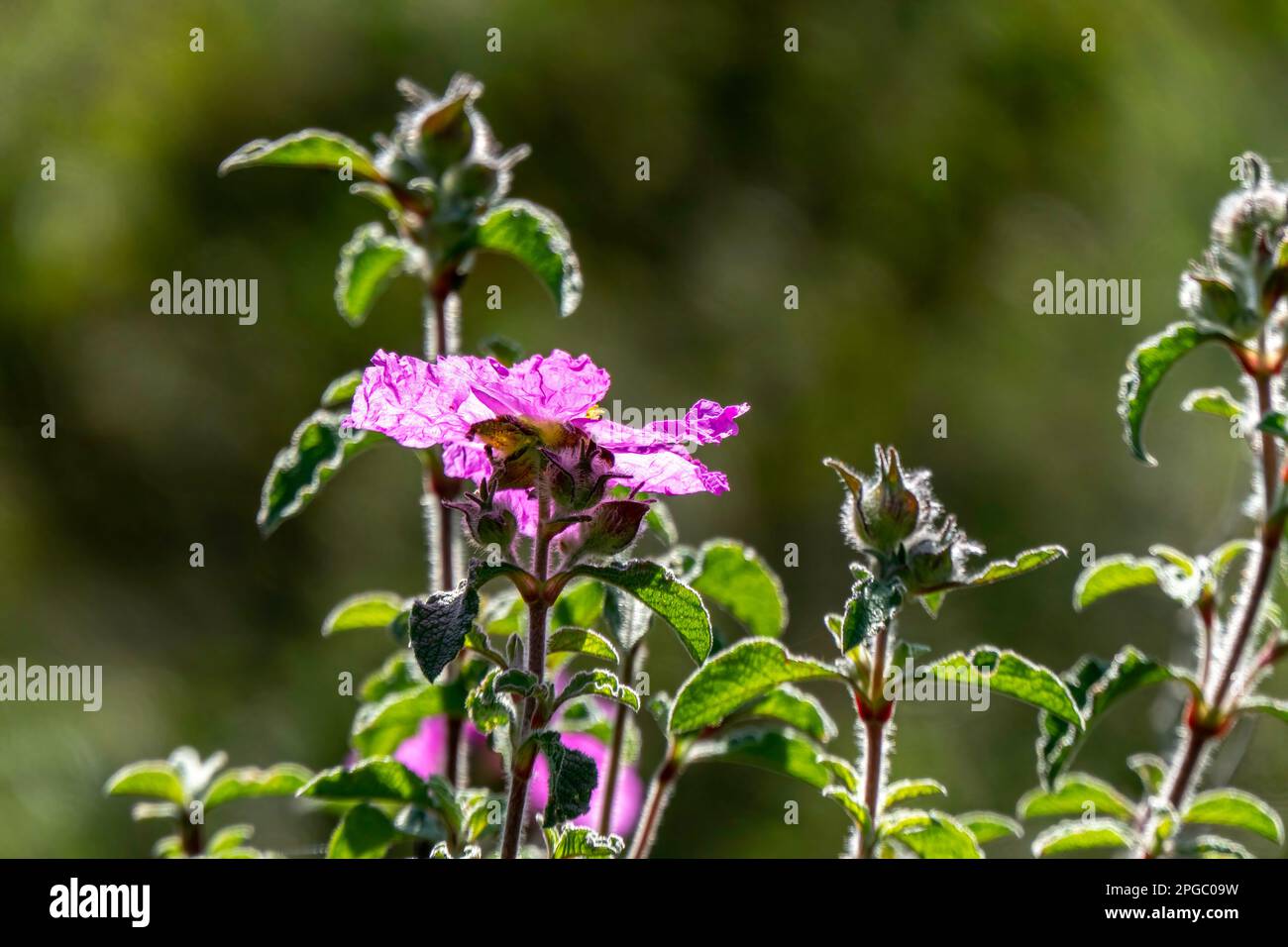 Pink wild Salvia Cistus flowers close up on green blurred background Stock Photo