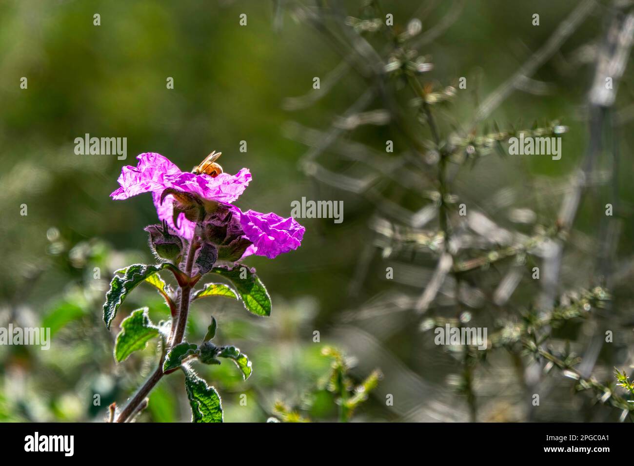 Pink wild Salvia Cistus flowers close up on green blurred background Stock Photo