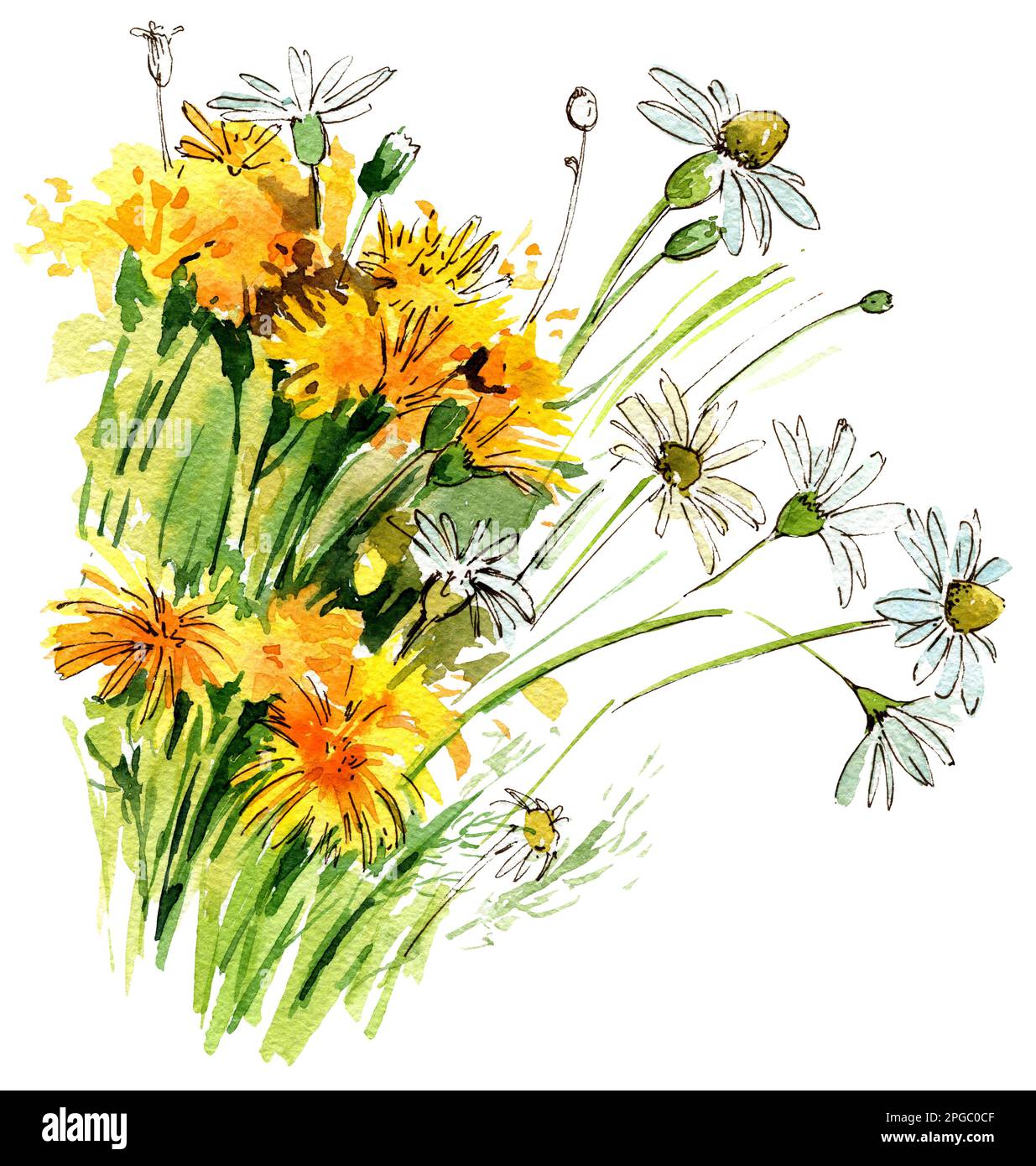 Bouquet of wild field flowers, chamomile, dandelion. Watercolor illustration. Hand draw sketch Stock Photo
