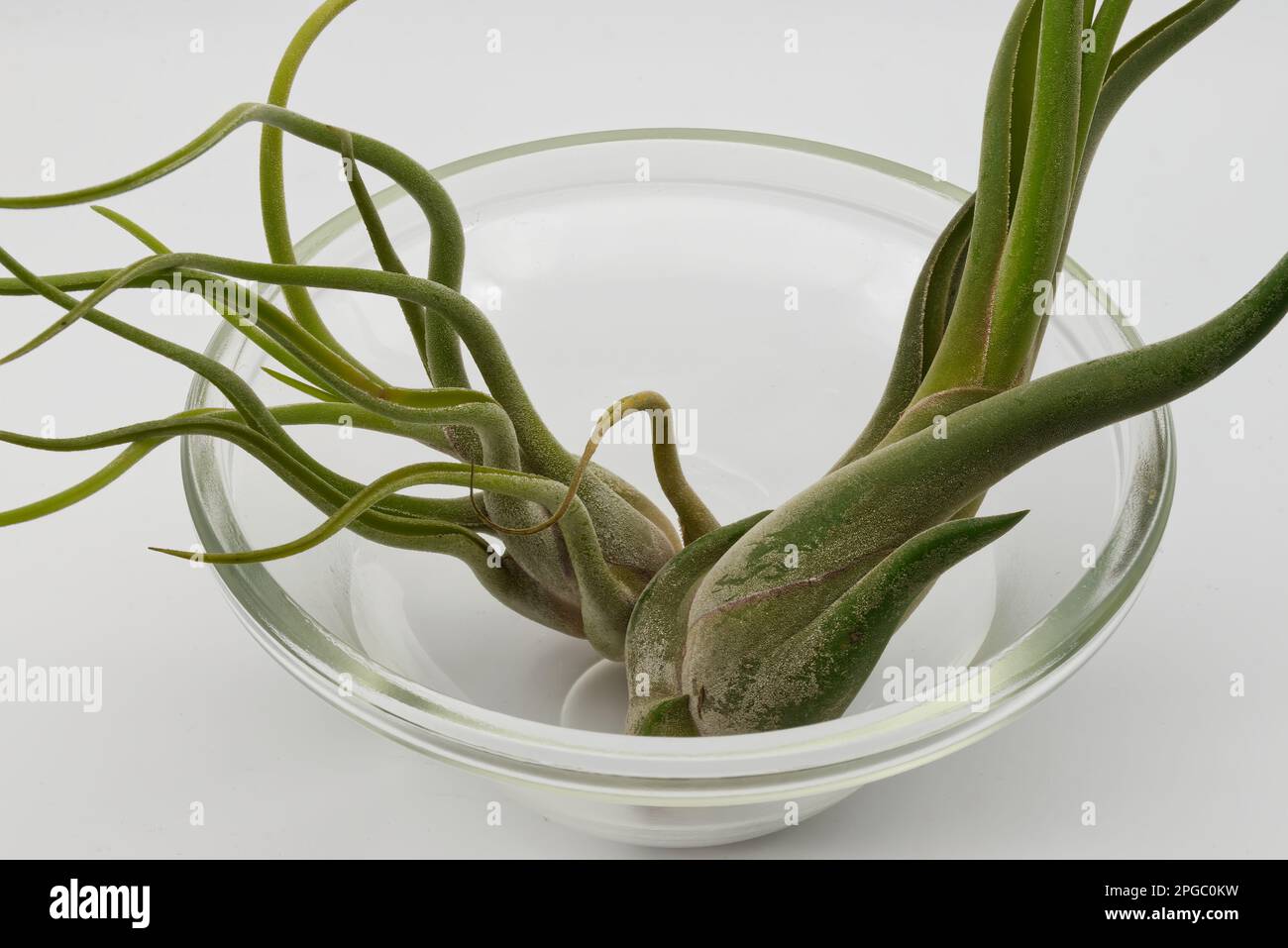 Tillandsia is a plant without roots. It absorbs its nutrients from the
