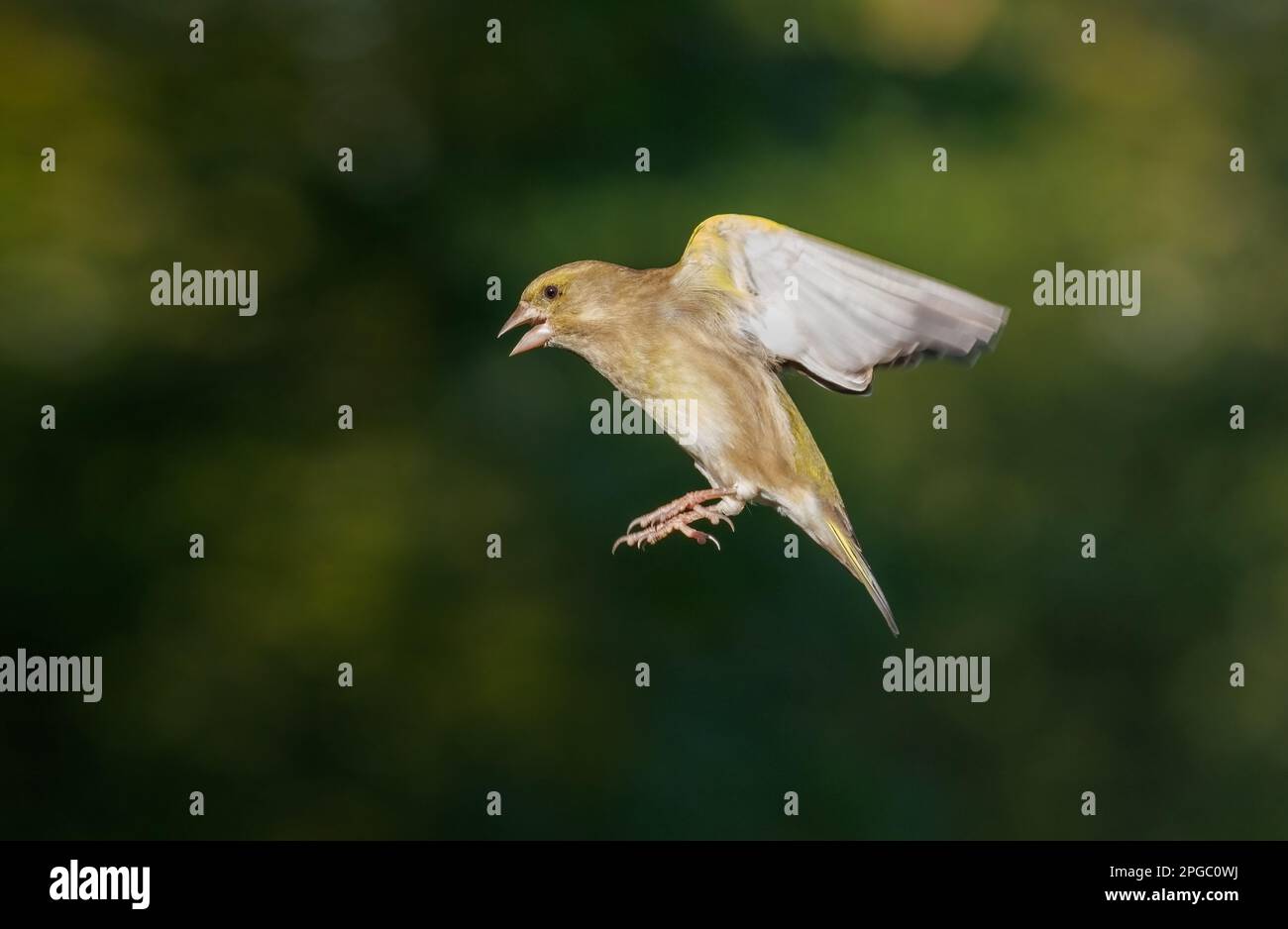 Greenfinch [ Chloris chloris ] male bird in flight Stock Photo