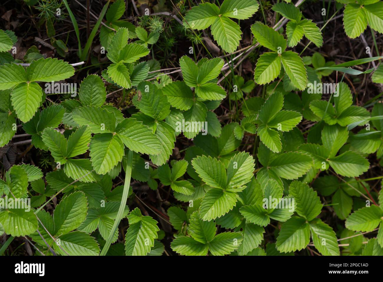Close-up view of green strawberry leaves in the garden. Green bushes of ...