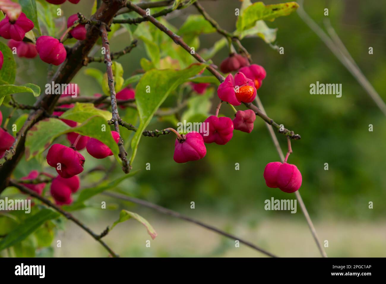 Euonymus europaeus, known as spindle, and also as European spindle and common spindle, is a deciduous shrub or small tree in the family Celastraceae. Stock Photo